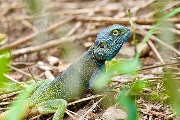 Portrait of a rock agama