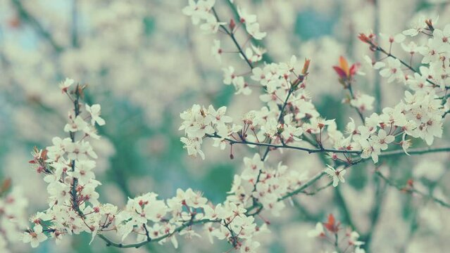 Apple Tree Backdrop. Natural Background With Blooming White Flowers. Plant With Red Leaves.