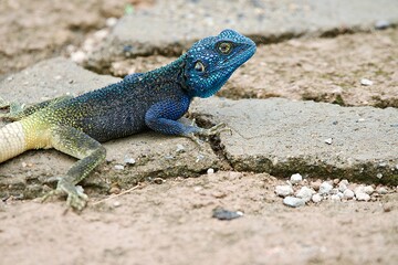 Portrait of a rock agama