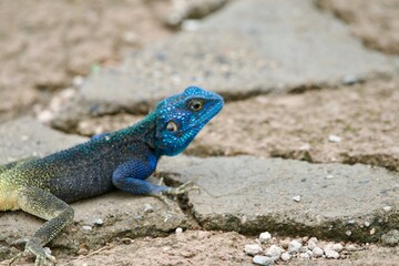 Portrait of a rock agama