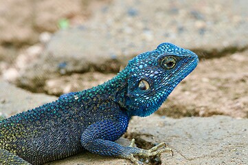 Portrait of a rock agama