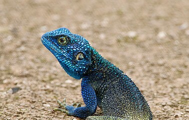Portrait of a rock agama