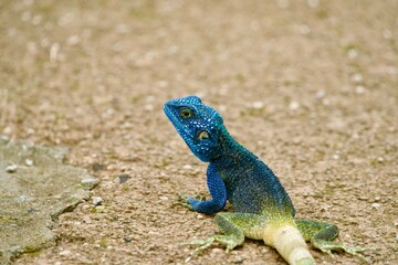 Portrait of a rock agama