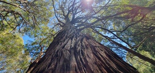 nature and trees as some of the most popular aspects of the world. Indeed, nature, including trees...