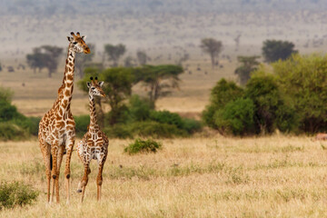 Giraffenmama mit Jungtier