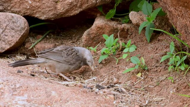 Yellow-billed babbler (Argya affinis) observed at Hampi in Karnataka, India