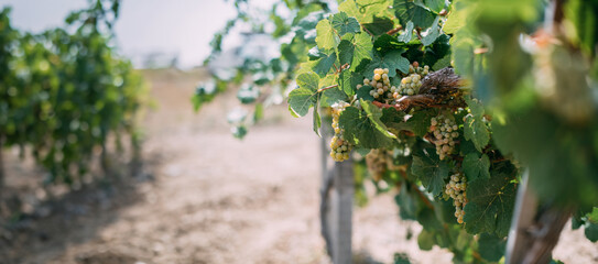 Grape harvest. Close-up.