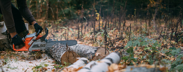 A man is sawing a tree with a chainsaw. A young guy works in a pine forest