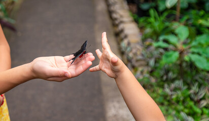 A child holds a beautiful butterfly. Selective focus.