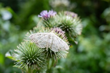 Mother of pearl moth butterfly on purple thistle plant