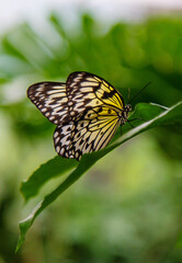 Beautiful butterfly in the garden. Selective focus.