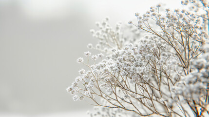 Frost-covered plants in a winter garden, illustrating the delicate beauty and coldness of the season