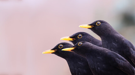 Blackbird on a blurred light background. Turns his head in different directions..