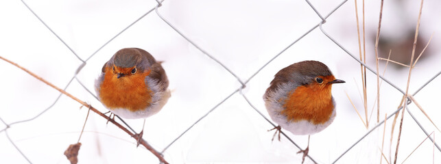 A pair of robins on a mesh fence, in white drifts of snow..