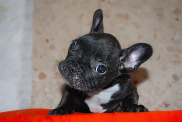 Schilderijen op glas atigrated french bulldog puppy looking curious © JOSEMANUEL