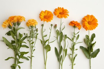 Fototapeta premium flowers of orange calendula, medicine herb