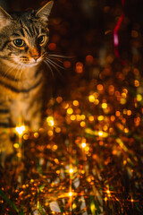 tabby cat in party atmosphere with golden tinsel and pink ribbon
