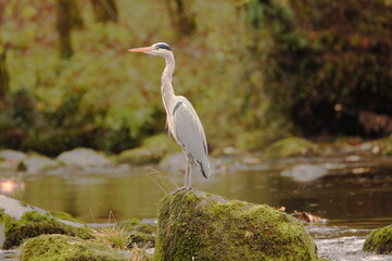 Heron fishing in the River Wharfe at Bolton Abbey, North Yorkshire, England, UK