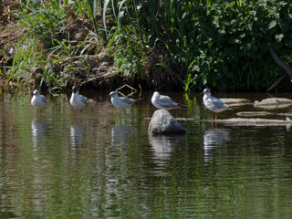 Photo of group of white birds on the river in some green forest. 
