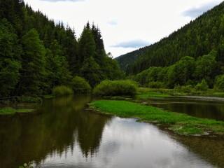 Serene Forest Lake Reflection