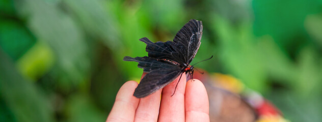 Beautiful butterfly on the hand. Selective focus.