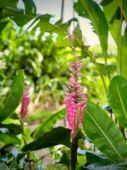Obraz premium close-up of a pink tropical flower in a natural Caribbean environment with lush green vegetation in the background 