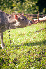 Baby Cow Eating Grass - 732043677