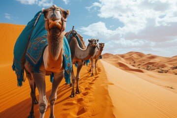 Camels In A Traditional Bright Cape Against The Backdrop Of The Sand Dune Desert . Tourism Warm Countries Background.