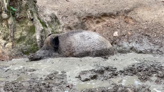 Wild boar wallows in the mud