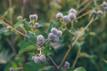 burdocks grow in the garden. Selective focus.