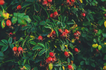 Rose hips in the garden. Selective focus.