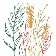 Fototapeta premium Elegant line drawing of summer wheat. Illustration for invites and cards