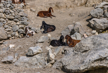 domestic goats in a North Cyprus village in winter 5