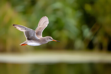 Gracefully soaring through the air, a Common Redshank takes flight, its wings outstretched in a majestic display of avian elegance and natural beauty