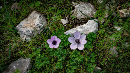 grass and flowers