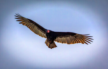 Turkey vulture in flight with spread wings