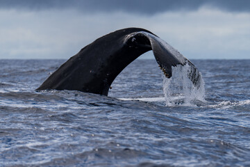 Humpback Whale Tail Fluke near Lahaina, Maui, Hawaii