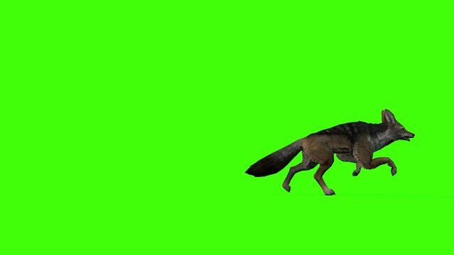 3D Golden jackal fast running entering the left side and out on the right side on green screen, 4k Side-striped jackal flee on chroma key, Black-backed jackal render changeable background