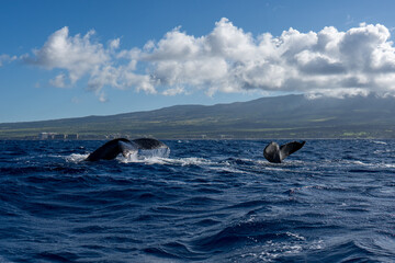 Fototapeta premium Humpback Whale Tail Fluke near Lahaina, Maui, Hawaii