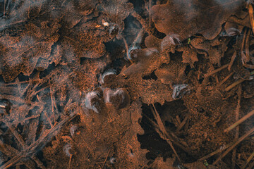 leaf in frozen lake in winter