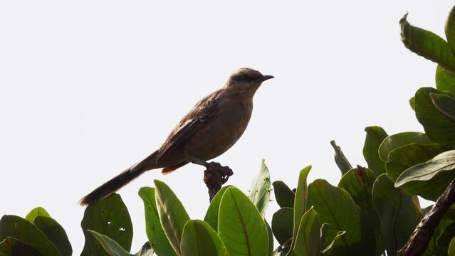 Chalk browed mockingbird in nature