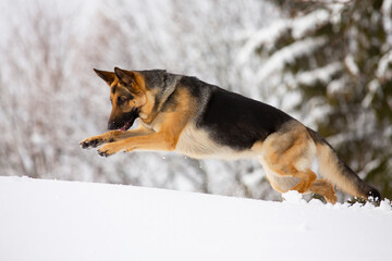 German Shepherd dog jump snow