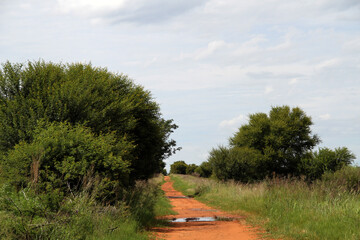  A farm  in the Ventersburg area, Free State, South Africa. Green maze field  and  dirt road .  