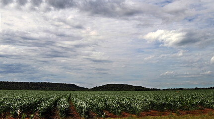  A farm  in the Ventersburg area, Free State, South Africa. Green maze field  and  dirt road .  