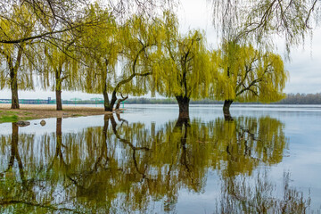 Willow trees stand in the water during the spring flood on the Dnieper (Dnipro) river