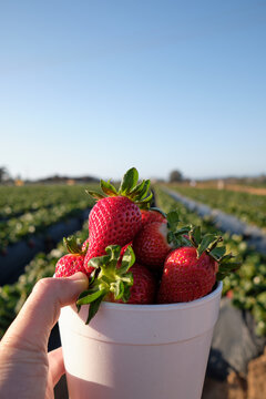 Bucket of strawberries, with strawberry field view in the background.