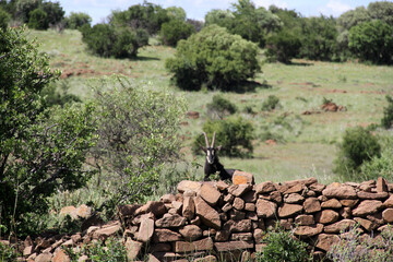 Ruins in the Willem Pretorius Reserve is the preserved ruins and artefacts of an old Leghoya (Ghoya) settlement. The Leghoya people of Southern Africa disappeared around the end of the 18th century 