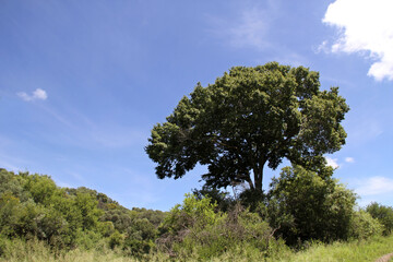 Green and dry black trees, calming water and clouds, The Willem Pretorius Game Reserve is a captivating wildlife sanctuary located in the Free State province of South Africa.