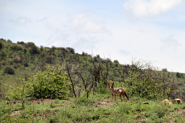 Black-backed jackal, also called the silver-backed jackal, is a medium-sized canine native to eastern and southern Africa.