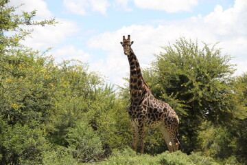 Giraffe, The Willem Pretorius Game Reserve is situated in the heart of the Free State with the Allemanskraal Dam forming the central part